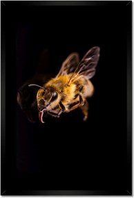 Poszterek keretben 40x60 Halott mézes méh