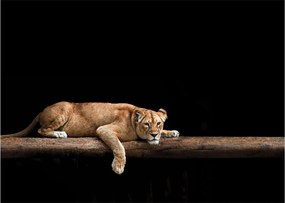 Kép - Lioness (70x50 cm)