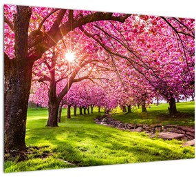 A virágzó cseresznye képe, Hurd Park, Dover, New Jersey (70x50 cm)