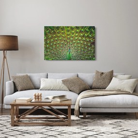 Kép - Páva (90x60 cm)