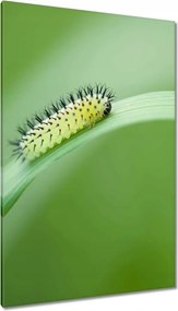 Vászonkép 80x120 Zöld hernyó