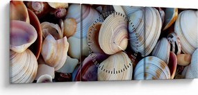 Kagyló képe (órával) (90x30 cm)