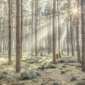 Poszter 50x50cm Ködös erdő napsugarakkal, Assaf Frank