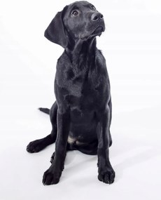 Poszter 68x98cm Fekete labrador, fehér alapon, Assaf Frank