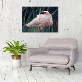 Kép - Flamingó (70x50 cm)