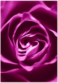 Poszterek 70x100 Lila rózsa Makrofotó