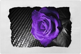 Poszterek 90x60 Lila rózsa