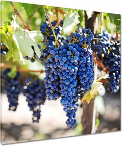Vászonkép 90x90 Bor Szőlő Pincészet