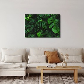 Monstery levelek képe (90x60 cm)
