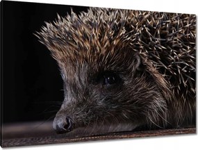 Festmények 120x80 Kis sündisznó portré
