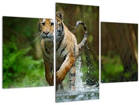 Futó tigris képe (90x60 cm)