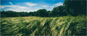 Rét és az erdő képe (120x50 cm)