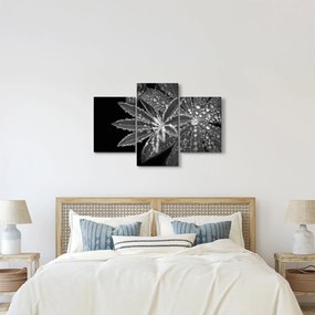 Kép - Levelek cseppekkel (90x60 cm)