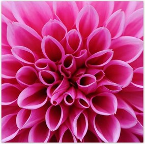 Poszterek 30x30 Liliom