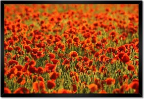 Poszterek keretben 60x40 Pipacsok rétje