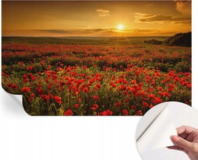 Öntapadós Dekoratív Fotótapéta Hálószobába Pipacs mező 416x254 cm