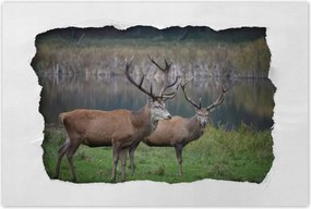 Poszterek 90x60 Szarvasok a természetben Rét
