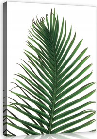 Vászonkép 40x60 Trópusi pálmalevél zöld minimalizmus természet frissesség