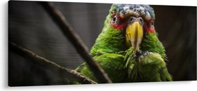Papagáj képe (120x50 cm)