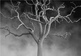 Flizelin tapéta falra Prémium ködös fa 152x104