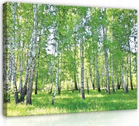 Vászonkép 60x40 Nyírerdő liget nyár zöld frissesség természet nyugalom