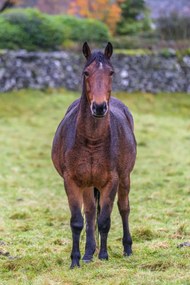 Poszter 40x60cm Ló a mezőn, Assaf Frank