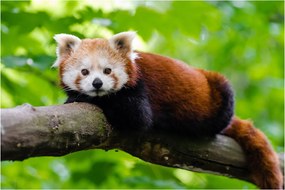 A vörös panda képe (90x60 cm)