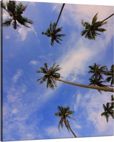 Vászonkép Natura Kókuszpálmák 80x100 cm