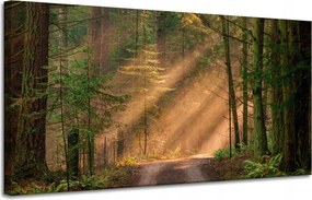 Vászonkép Ösvény az erdőben Fák Természet 120x60 cm