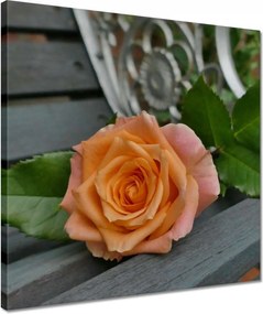 Vászonkép 40x40 Rózsa Virág Virágok Rózsa