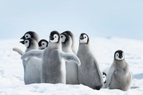 XXL poszter Penguins - Family, (120 x 80 cm)