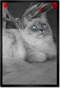 Poszterek keretben 40x60 Ragdoll macska