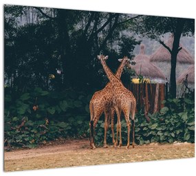 Két zsiráf képe (üvegen) (70x50 cm)