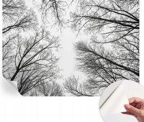 Öntapadós Dekoratív Fotótapéta Hálószobába Meztelen ágak 208x146 cm