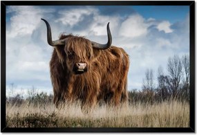 Poszter keretben 60x40 Skót tehén felvidéki szarv