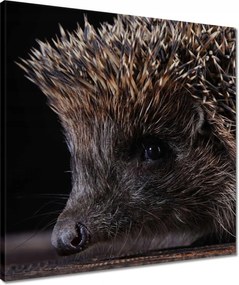 Vászonkép 50x50 Kis sündisznó portré
