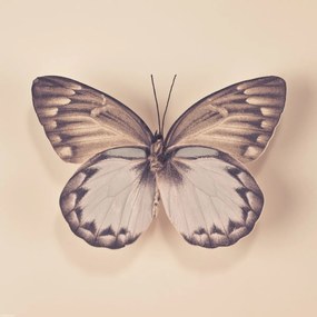 Poszter 40x40cm Pillangó, Assaf Frank