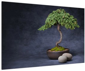 Kép - Bonsai (90x60 cm)