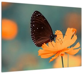 Kép - pillangó narancssárga virágon (üvegen) (70x50 cm)