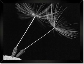 Poszterek keretben 40x30 Pitypang Virág Virágok