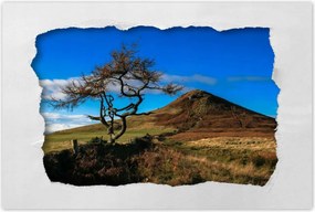 Poszterek 120x80 Elpusztíthatatlan fa