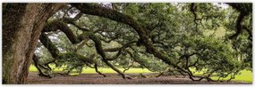 Poszterek 200x66 Szétnyitható tölgy