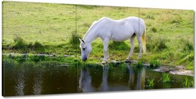 Festmények 210x100 Fehér ló