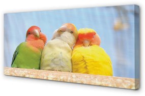 Canvas képek színes papagáj 100x50 cm