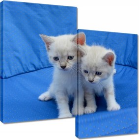 Vászonkép 60x60 Aranyos cicák Cicák