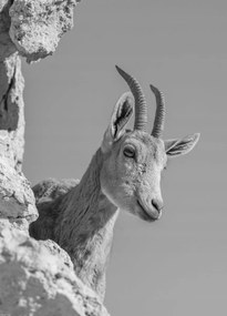 Poszter 39,5x55cm Ibex Nubiana 3, Assaf Frank