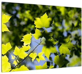 Kép - juhar levelek (üvegen) (70x50 cm)