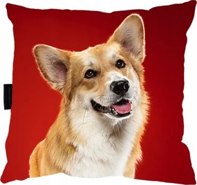 Corgim Kutyapárna 40x40 alváshoz Ajándék