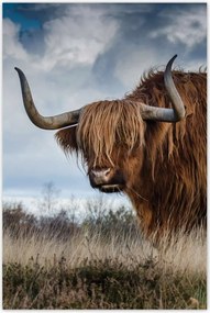 Poszterek 80x120 Felvidéki tehén Szarvak