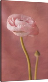 Vászonkép Botanika Bazsarózsa 70x120 cm